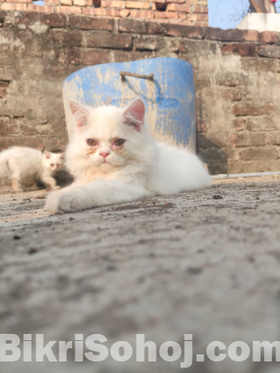 Persian cat